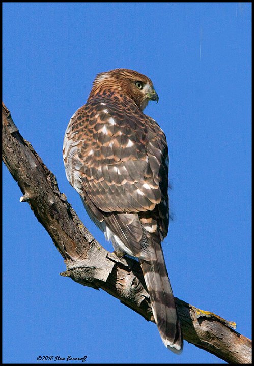 _0SB3736 coopers hawk.jpg
